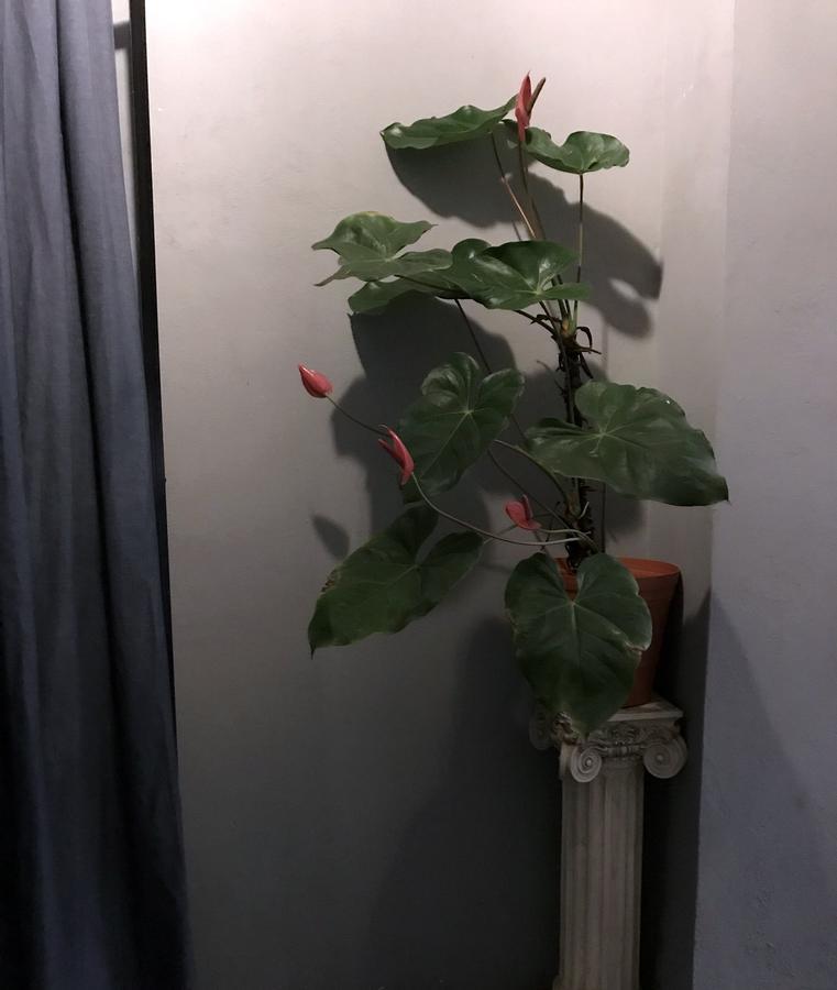 Colonia Americana Two Level Loft Guadalajara Zewnętrze zdjęcie